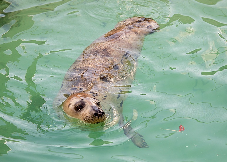 Bananarama, rescued seal pup