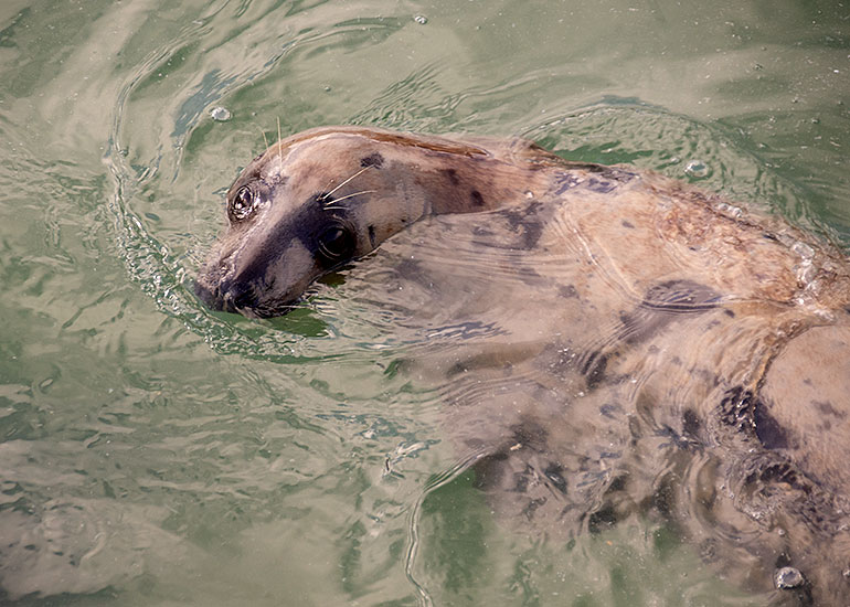 Bananarama, rescued seal pup