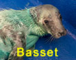 Basset, a rescued grey seal pup from the 2017/18 season