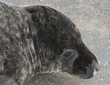 Battleship, a rescued grey seal pup from the 2015/16 season