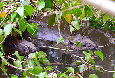 Beavers