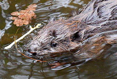 Beavers