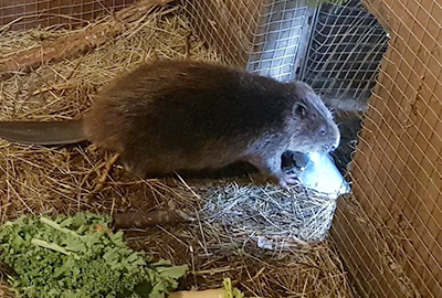 Beavers