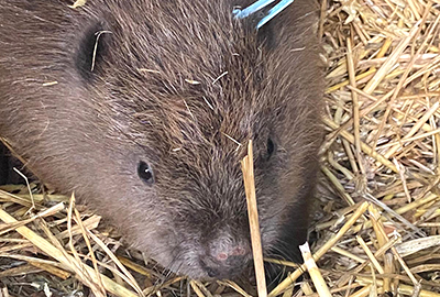 The baby boy beaver