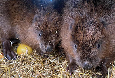 Beaver Nursery