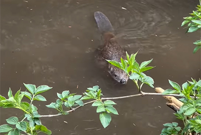 Beaver Nursery