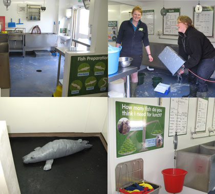 Behind the Scenes Tour at the Cornish Seal Sanctuary