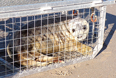 seal release - 28th June 2018