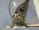 Bianca, a rescued grey seal pup from the 2013/14 season