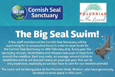 Big Seal Swim at Polurrian Bay Hotel!