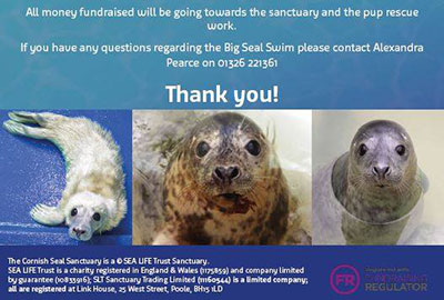Big Seal Swim at Polurrian Bay Hotel!