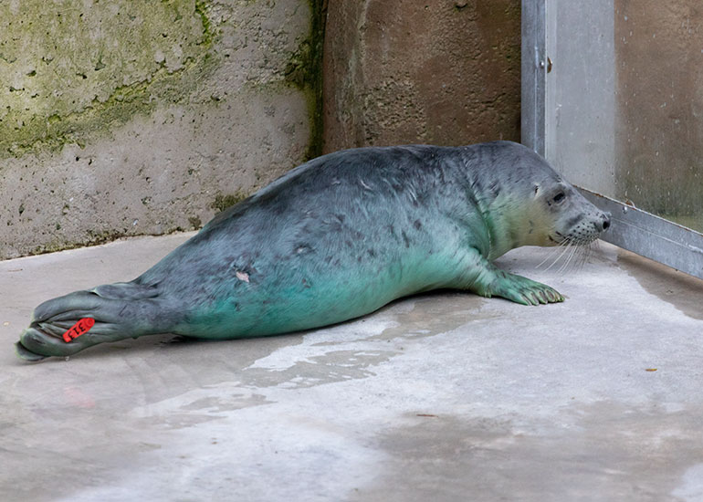 Billie-Jean, rescued seal pup