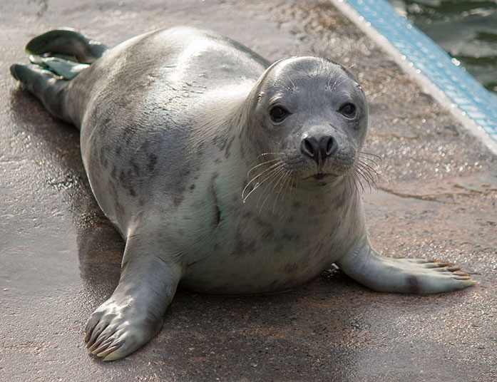 Bingo, a rescued grey seal pup from the 2015/16 season