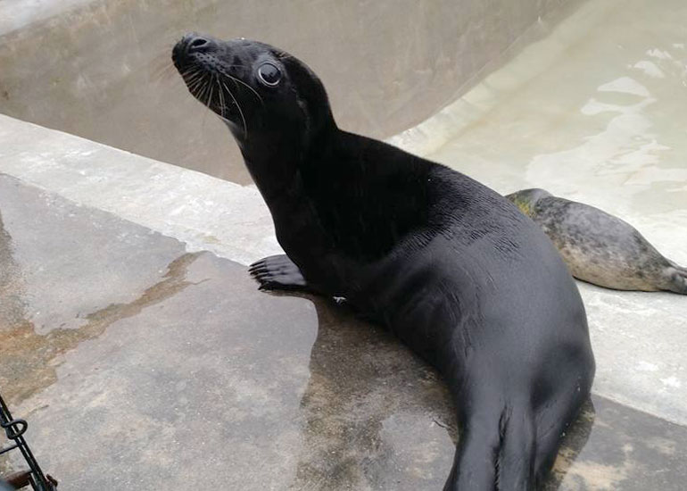 Photo of Black Jack was taken by Jeff Taylor on 8th March 2016