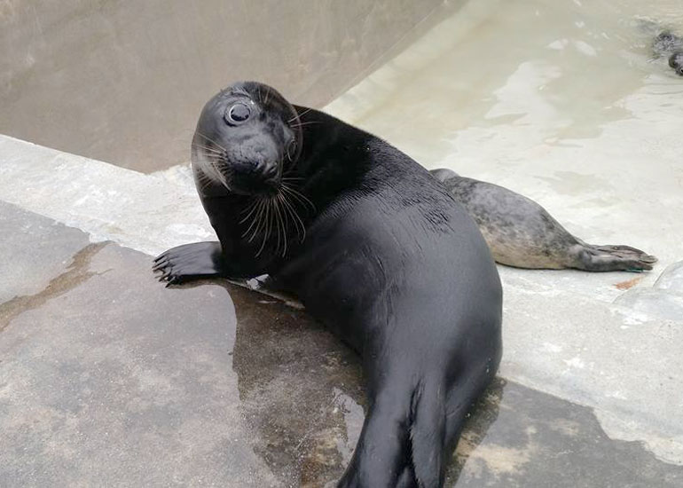 Photo of Black Jack was taken by Jeff Taylor on 8th March 2016