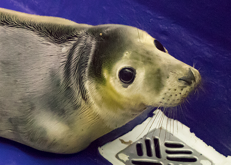 Blondie, rescued seal pup