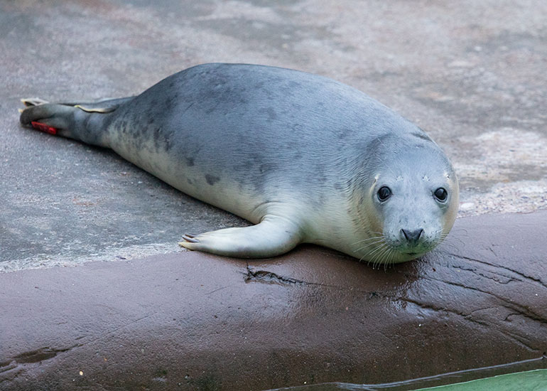 Blondie, rescued seal pup