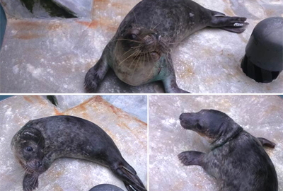 Boa - Photo by Claire Fraser