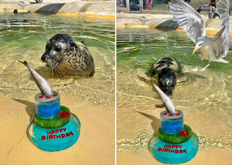 Bo - Happy 10th Birthday