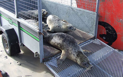 Seal Release