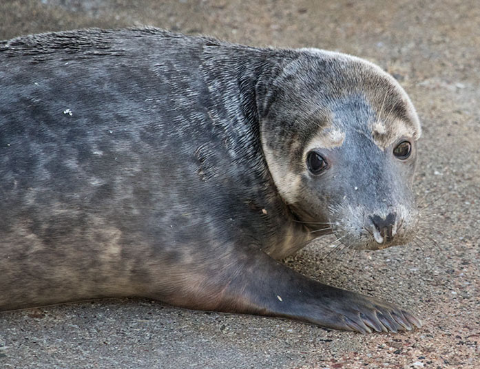 Boggle, a rescued grey seal pup from the 2015/16 season