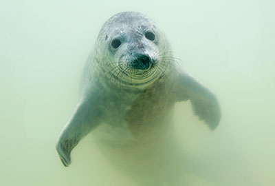 Boggle