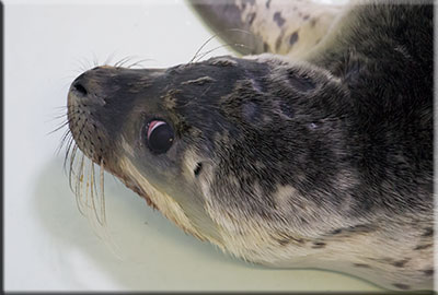 Vet Wires Up Seal Pup's Broken Jaw
