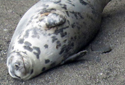 Boo seen on 11th February 2016