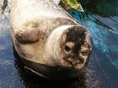 Boo, common seal pup