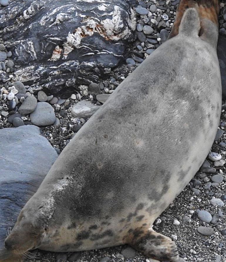 Boo - Photo credit - Sue Sayer of the Cornwall Seal Group Rsearch Trust - 28th December 2017