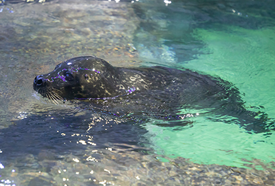 Boo at Birmingham Sea Life Centre