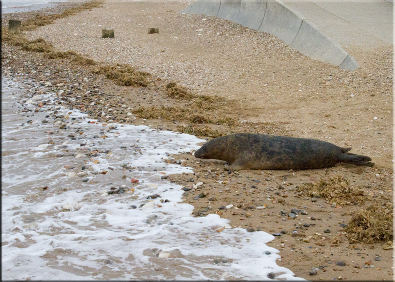 Boris - 10th June 2013