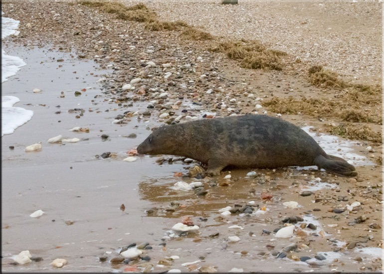 Boris - 10th June 2013