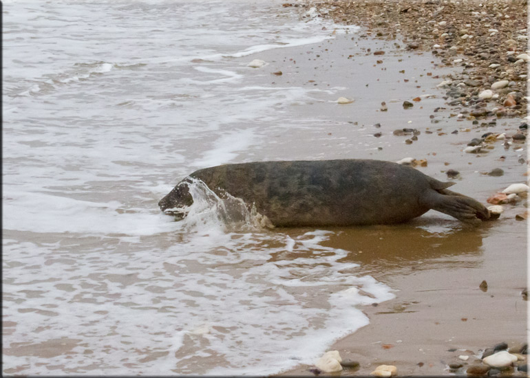 Boris - 10th June 2013