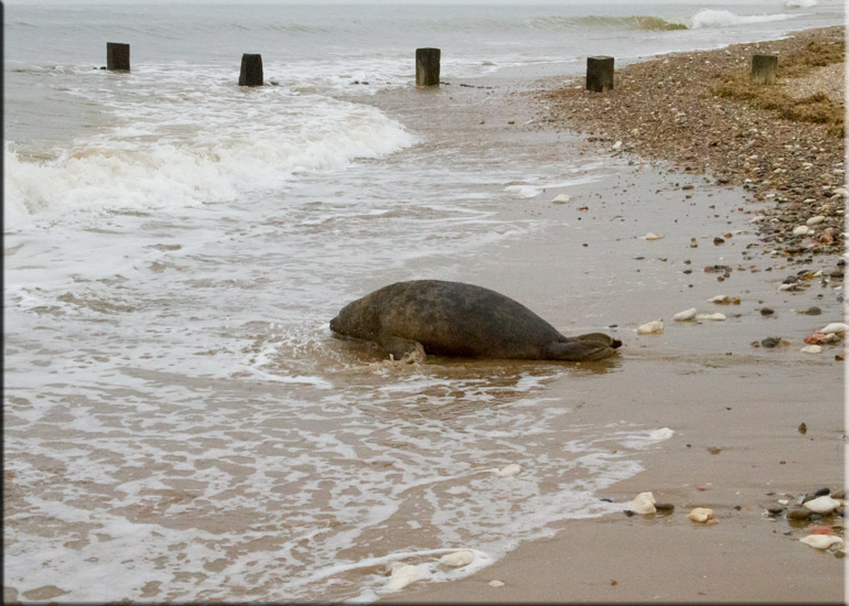 Boris - 10th June 2013