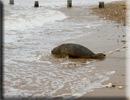 Boris released back into the wild on 10th June 2013