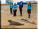 Seal Release - 10th June 2013