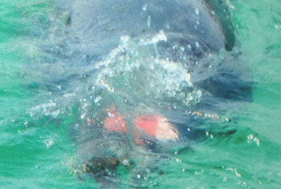 Box desks injury on her lower back as she turned and tried to power away from the turning propellers - photo supplied by a member of the public to BDMLR