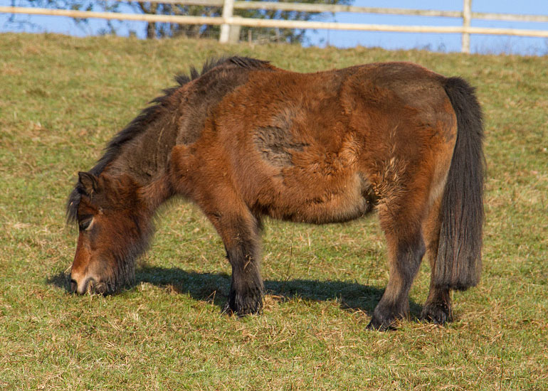 Bracken