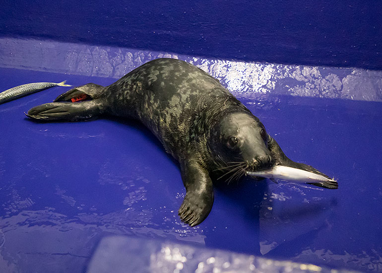 Brian May, rescued seal pup