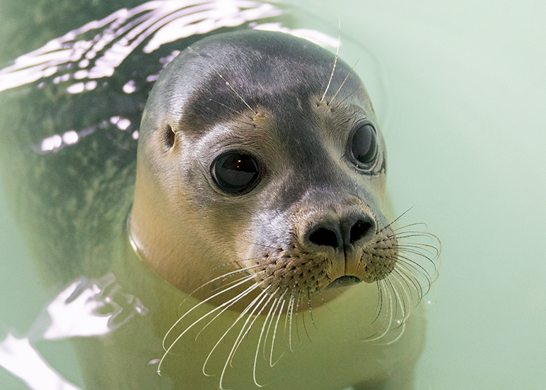 Brie - photo taken on 13th Septmber 2022