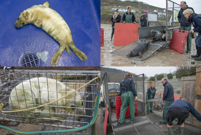The Seal Hospital has been
busy during 2019
