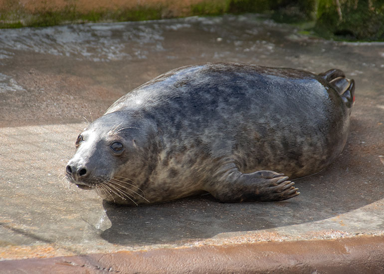 Cabbage Patch Kid, rescued seal pup