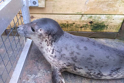 Caiman - Photo by Claire Fraser