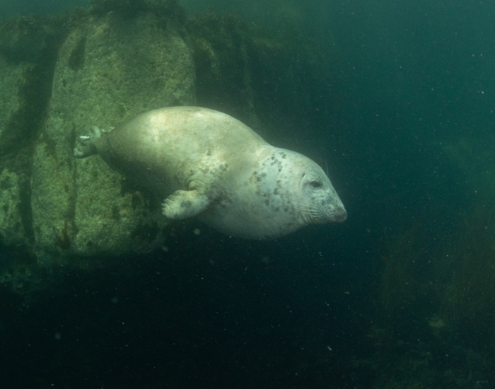 Photo Credit - Saeed Rashid - 29th July 2020 - Lundy Island