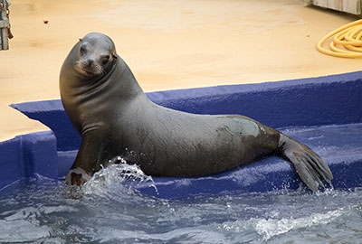Sunny - Californian Sea Lions