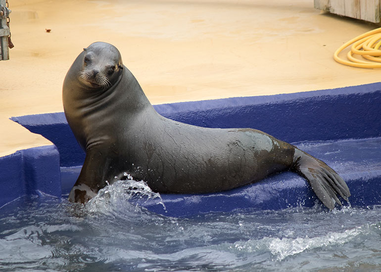 Californian Sea Lion - Sunny
