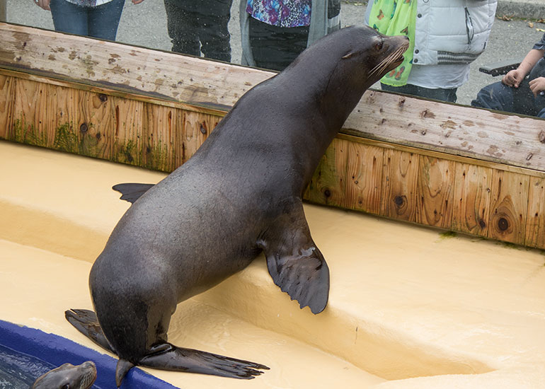Californian Sea Lion - Andre
