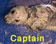 Captain, a rescued grey seal pup from the 2017/18 season