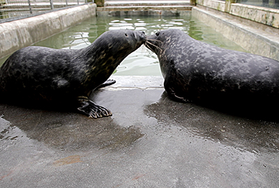 Grey Seal Pups